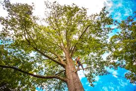 Best Lawn Dethatching  in Crockett, TX